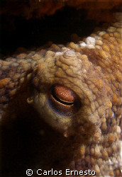Octopus Vulgaris.
Olympus c-7070 and Ys -60 strob. by Carlos Ernesto 